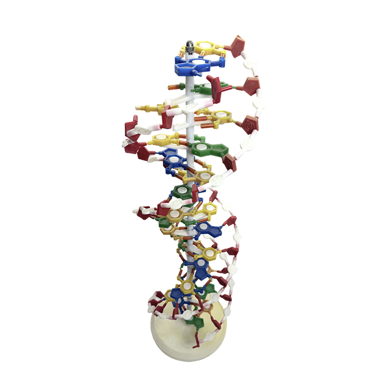 Modello DNA, modello medico a doppia elica del DNA, modello medico a doppia elica a colori del DNA