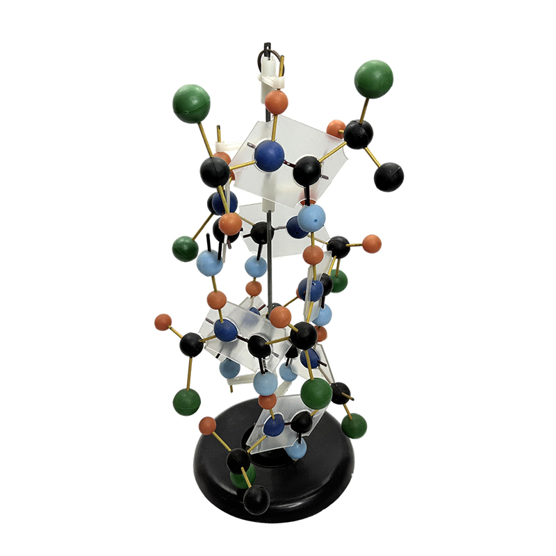Modello biologico modello di struttura del DNA di attrezzature didattiche 