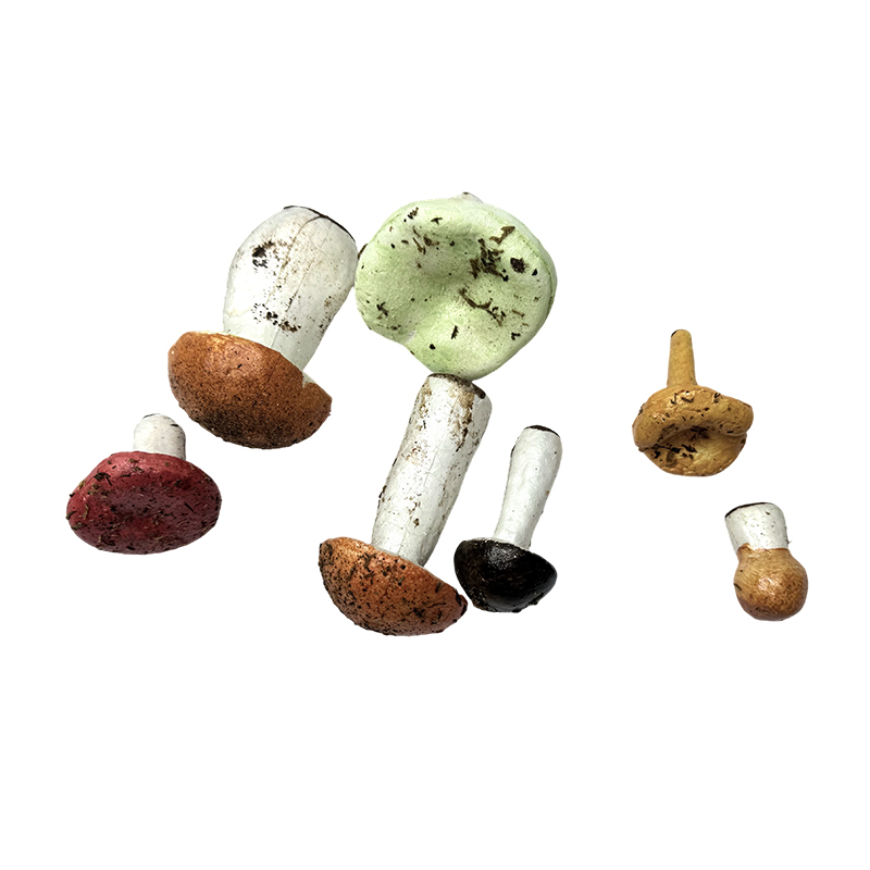 Ornamento di funghi di simulazione didattica per attrezzature didattiche