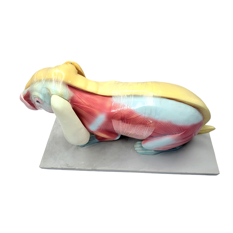 Modello didattico di biologia modello anatomico del coniglio
