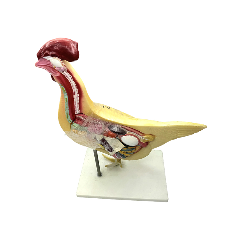 Modello di pollo modello naturale di insegnamento di biologia di scienza medica universitaria strumento didattico modello di anatomia del pollame