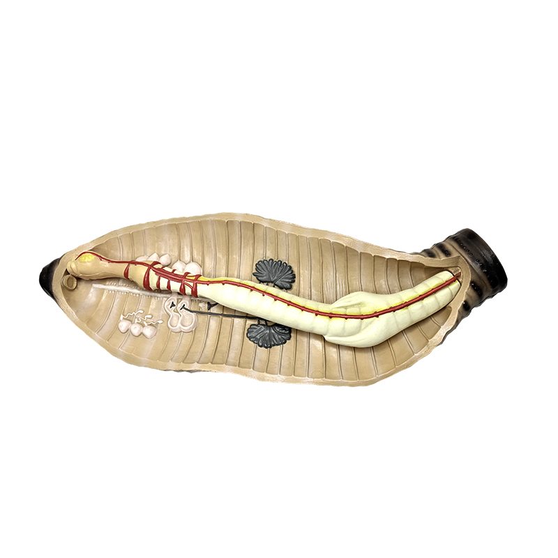 Modello anatomico di lombrico per strumento didattico di biologia delle scuole medie e superiori