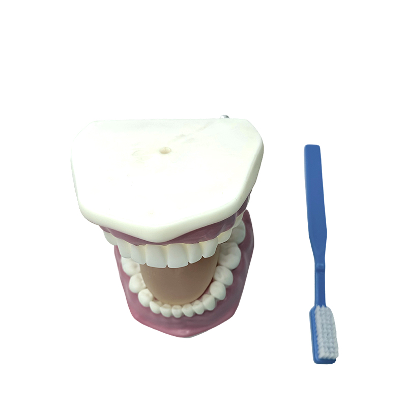 Modello di dente utilizzato per dimostrare l'uso degli spazzolini da denti da parte dei bambini per lavarsi i denti