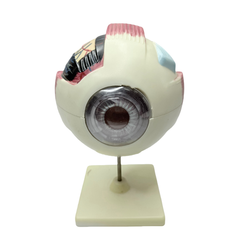 Modello anatomico dell'occhio modello dell'occhio strumento di apprendimento medico Modello anatomico dell'occhio con ingrandimento 6x