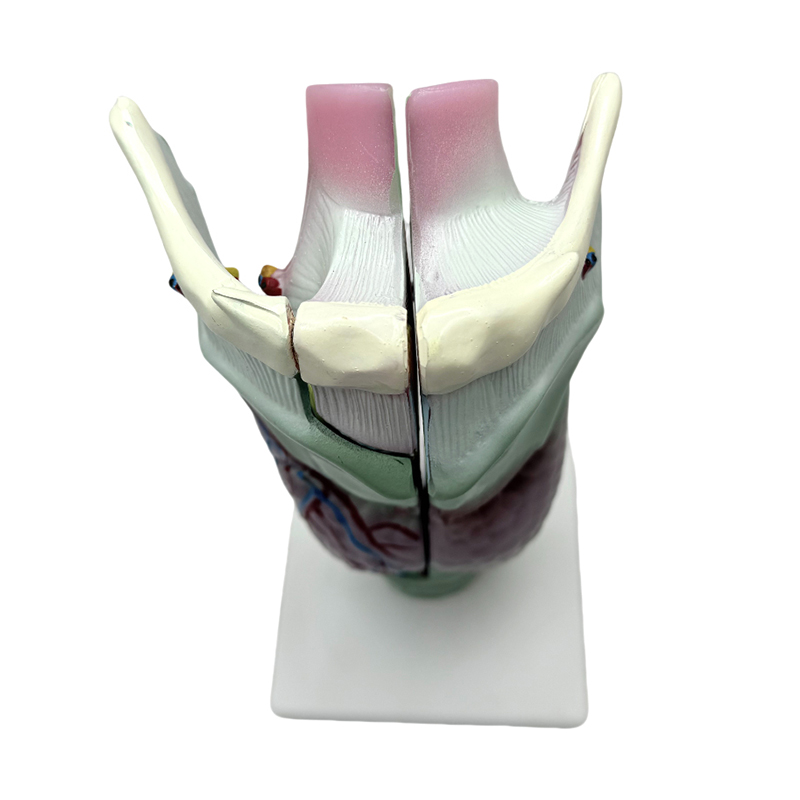 Modello anatomico medico modello anatomico laringeo didattico scolastico e ospedaliero