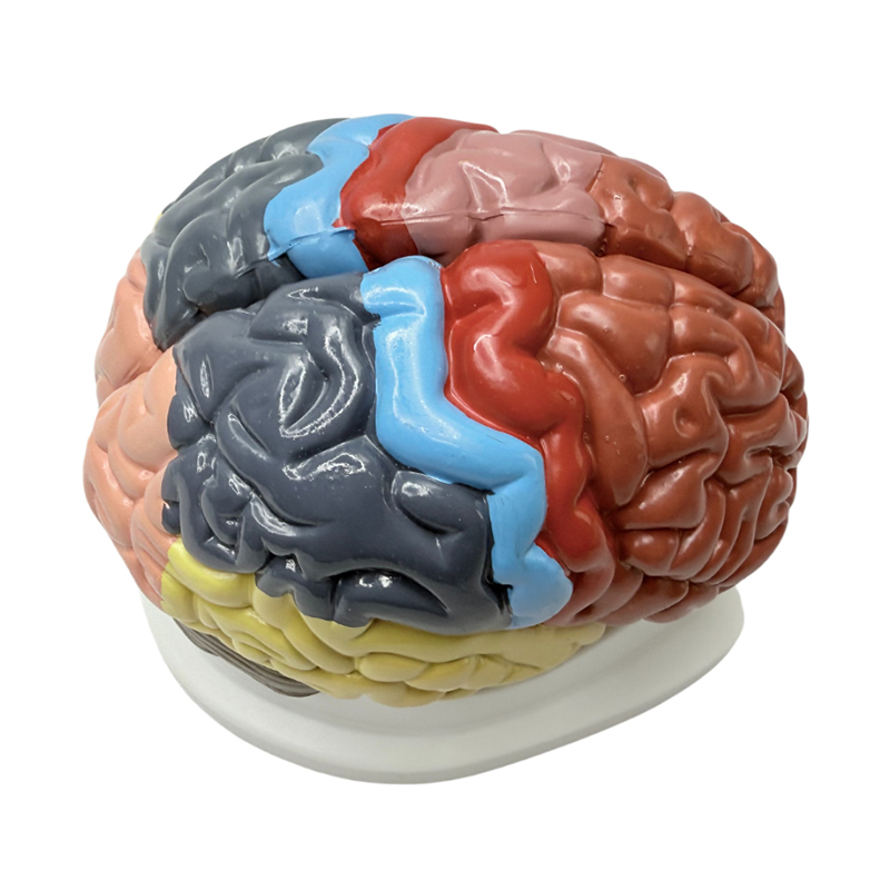 I sussidi didattici a colori rimovibili 1:1 mostrano aree funzionali del cervello, colori anatomici e modelli cerebrali a colori