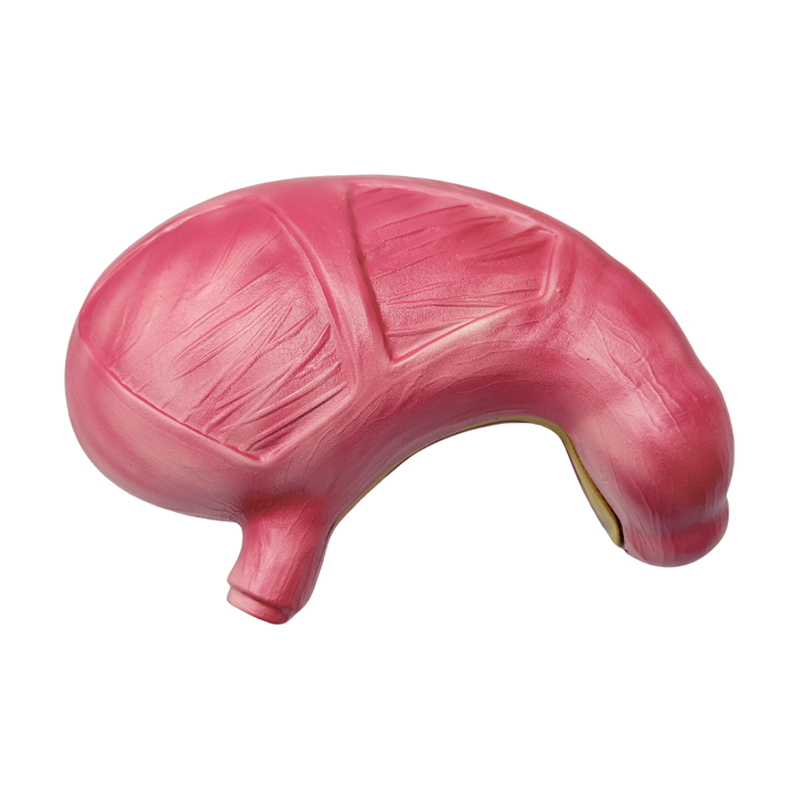 Modello anatomico dello stomaco degli organi del sistema digestivo umano anatomico medico