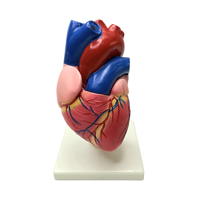 Modello di struttura del cuore a grandezza naturale degli organi del corpo umano di anatomia