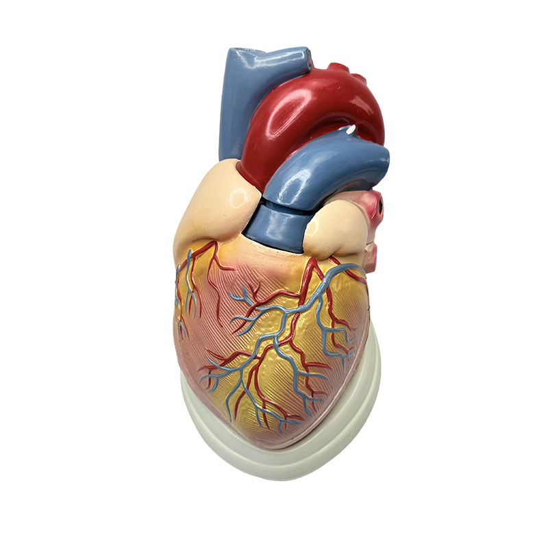 Insegnamento della scienza medica Modello anatomico 3X Modello di cuore umano