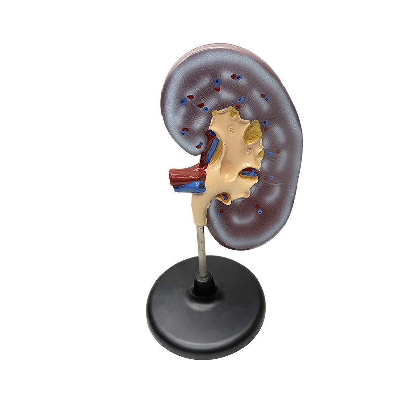 Modello anatomico educativo del rene umano