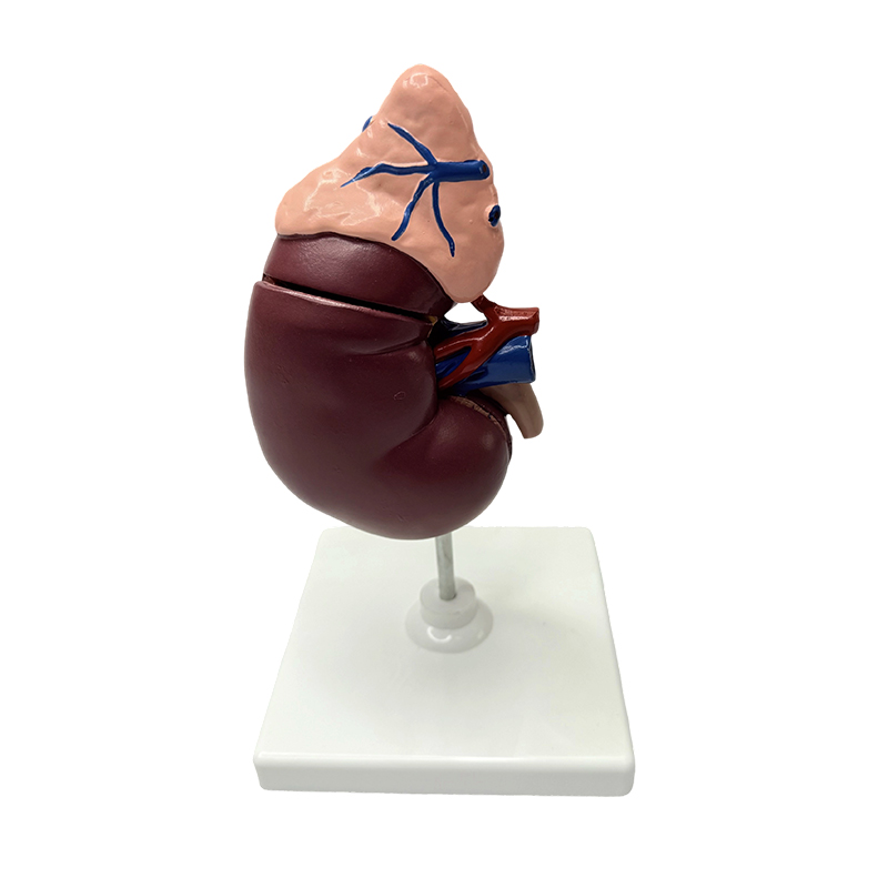 Modelli renali e surrenali modello anatomico del corpo umano modello medico insegnamento anatomico