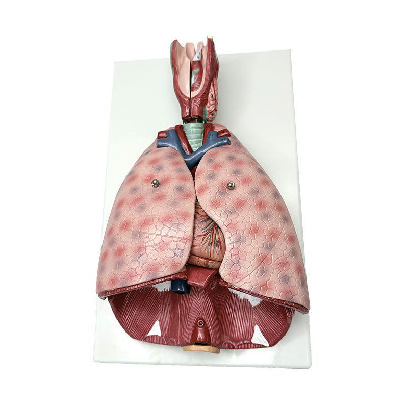 Modello anatomico polmonare con laringe (7 parti), modello didattico medico umano, modello anatomico umano