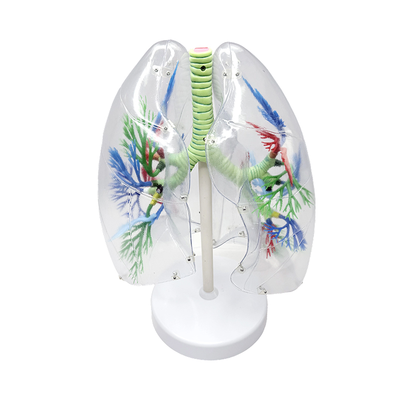 Modello polmonare umano ingrandito modello anatomico polmonare segmentale umano organi respiratori umani modelli anatomici trasparenti