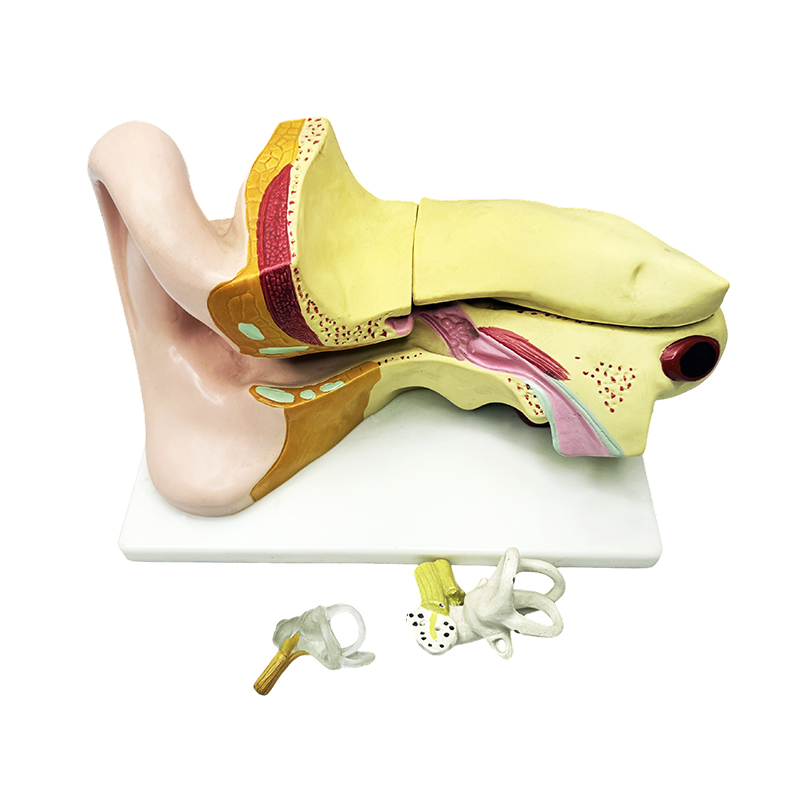 Modello di anatomia dell'orecchio umano modello di anatomia dell'orecchio anatomia dell'orecchio
