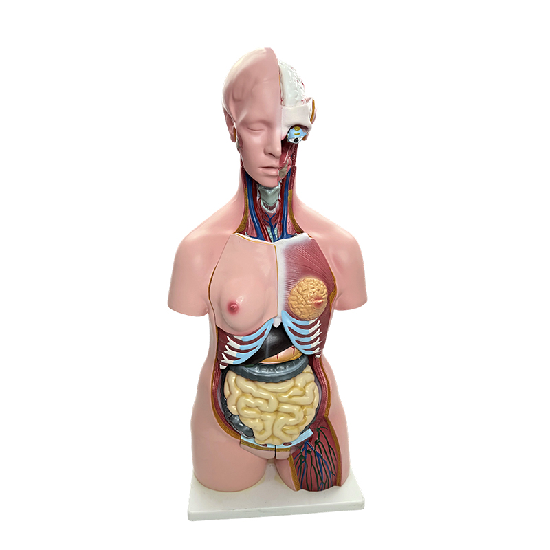 Dimostrazione del genere del corpo umano, simulazione del modello del torso degli organi umani, insegnamento dell'anatomia medica da 85 cm