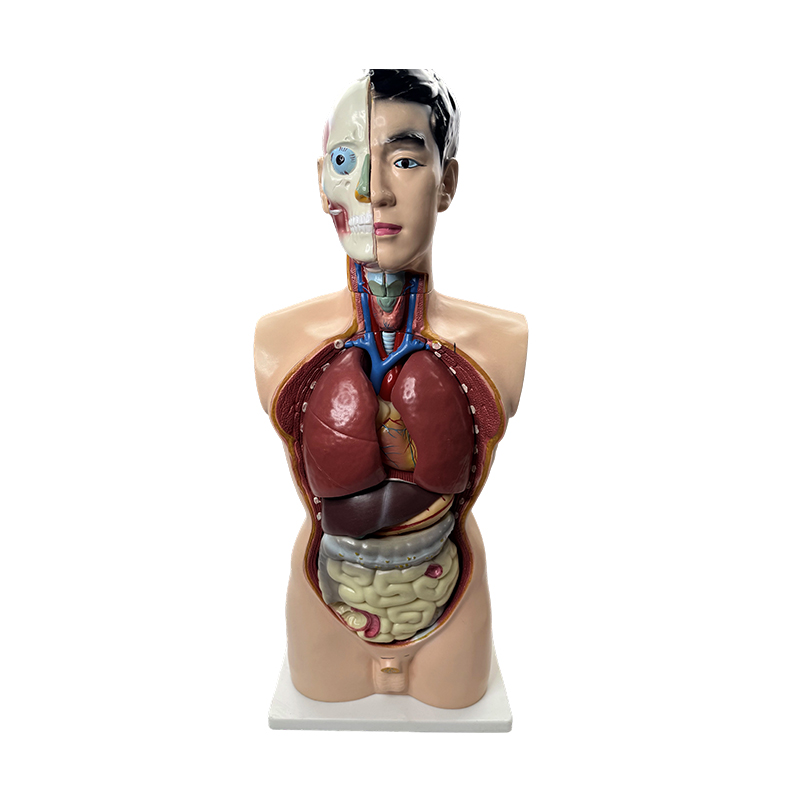 Modello di anatomia medica Modello di torso maschile da 85 cm