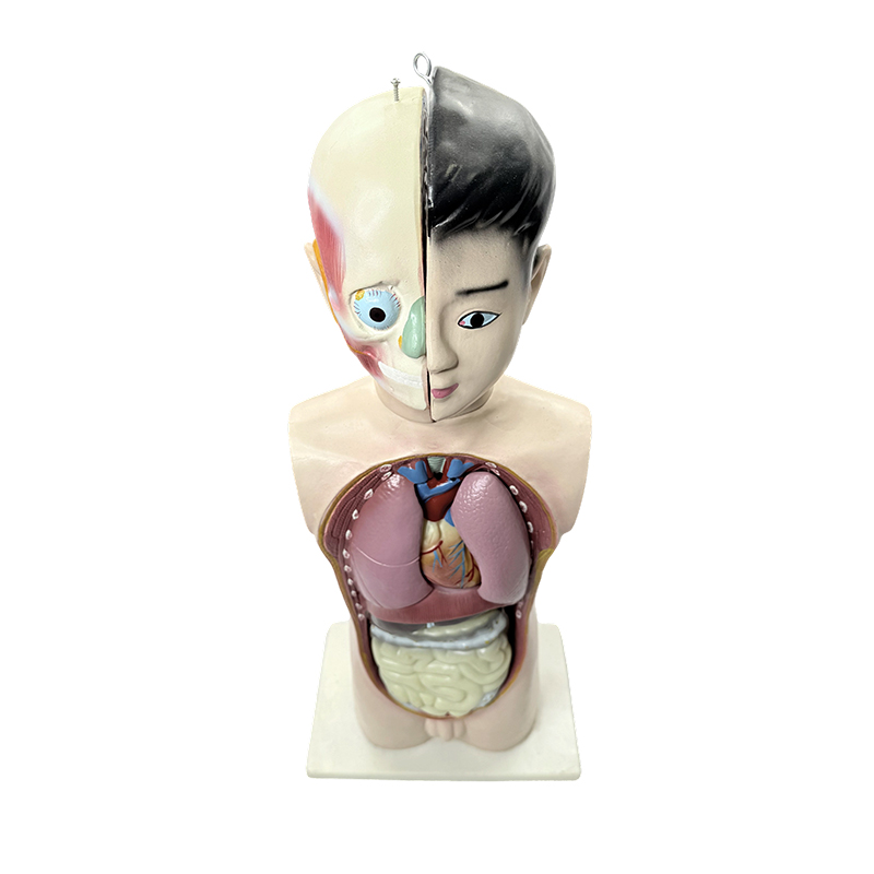 Modello di torso mezzo corpo umano adolescente da 65 cm, modello anatomico di torso per biologia medica