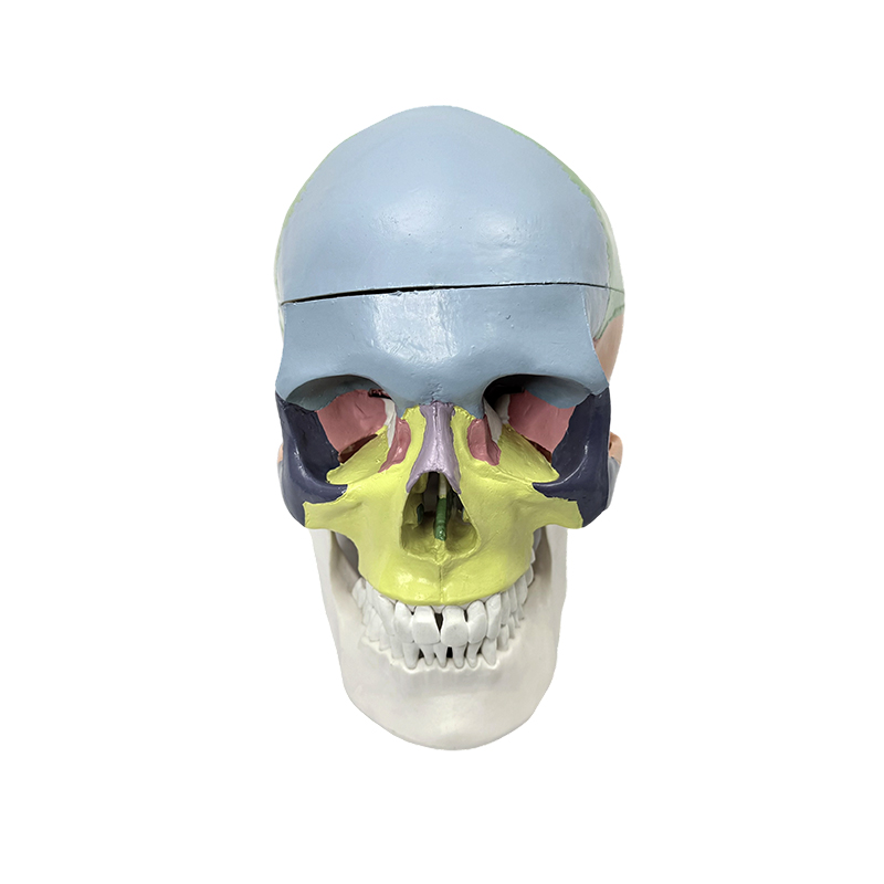 Modello colorato di cranio umano, modello anatomico del cranio a grandezza naturale