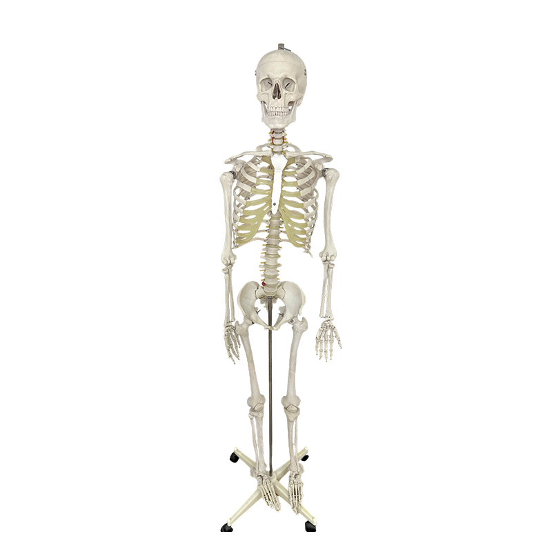 Modello scheletrico umano 170 cm