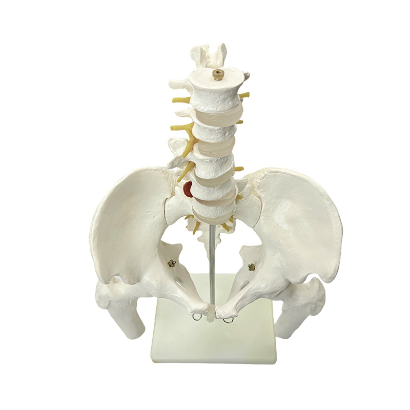 Insegnamento medico del modello anatomico dell'osso pelvico umano