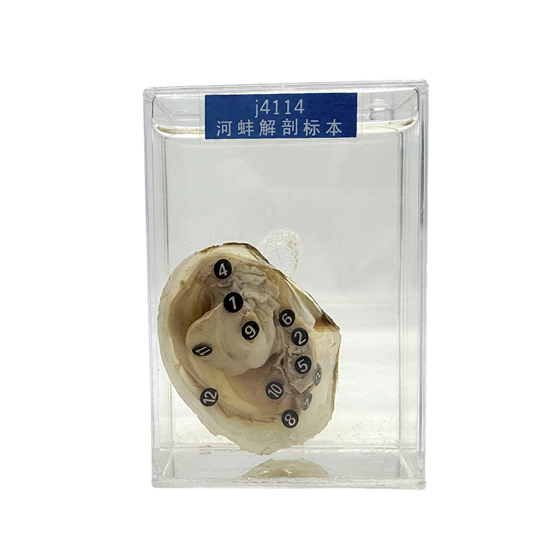 Esemplari di animali trasparenti, esemplari di molluschi marini e esemplari di cozze