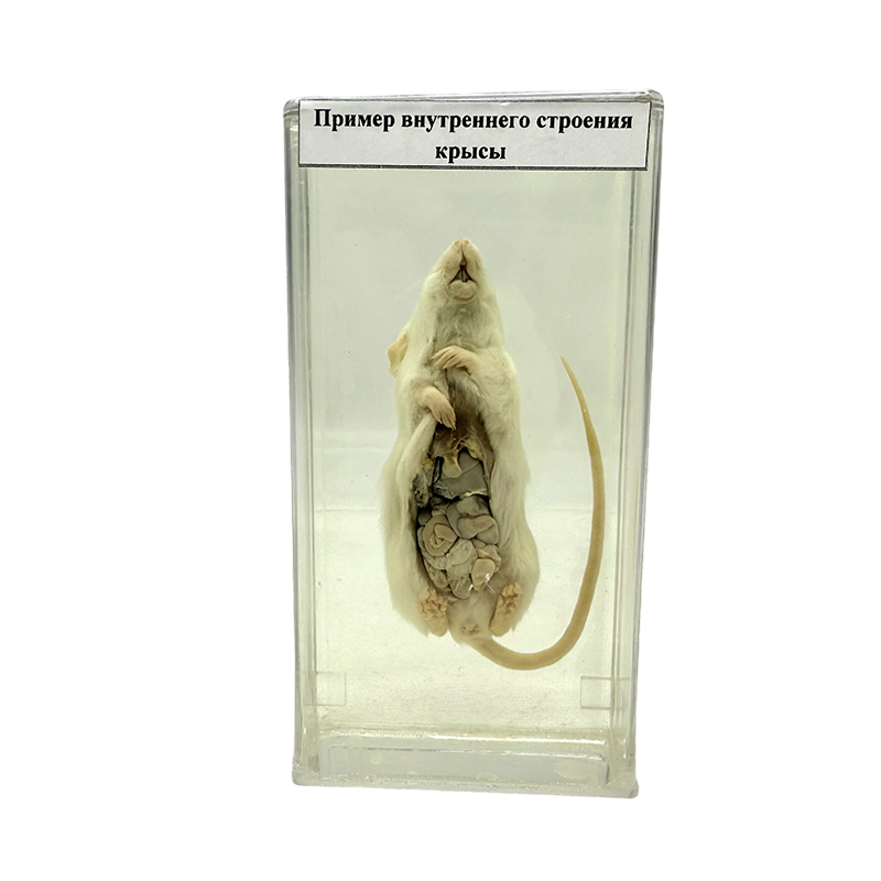 Esemplare anatomico di ratto
