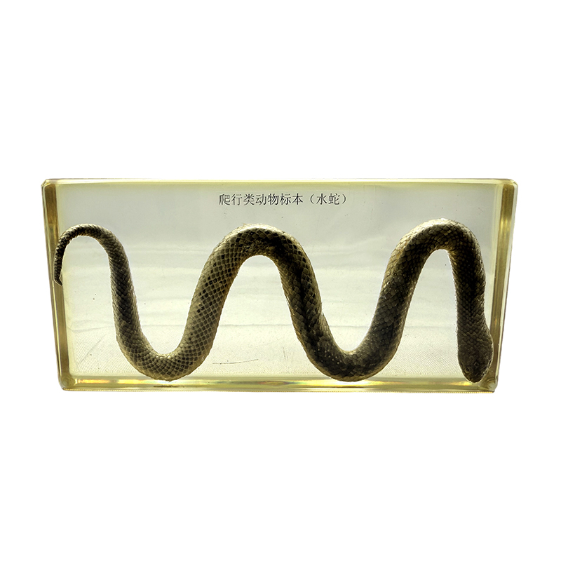 Esemplari biologici di serpenti d'acqua
