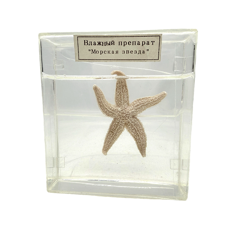 Campione biologico di stella marina