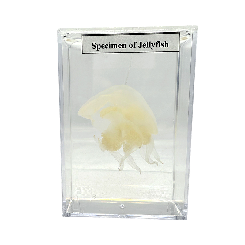 I campioni didattici vengono utilizzati per ricerche sperimentali su esemplari di animali e meduse
